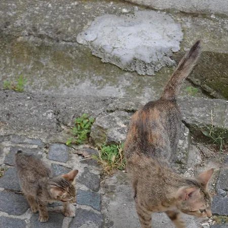 Διαμέρισμα Narona 1910 Μόσταρ